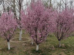 -汉长安城未央宫国家考古遗址公园
