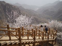 -大岭沟猕猴桃谷风景区