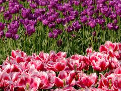 -玄武湖景区-情侣园游乐场