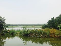 -大湾区中央湿地公园