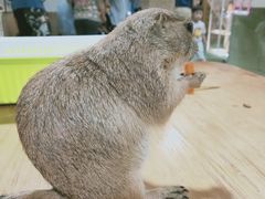 -藦茜花园宠物主题亲子互动体验馆(国顺东路店)