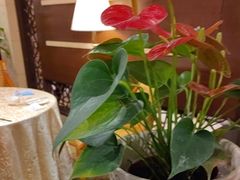 -杭州香格里拉·香宫中餐厅