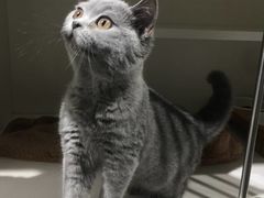 -东方名猫馆·英短金渐层布偶猫舍(环线广场1号楼店)