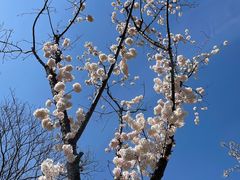 -顾村公园