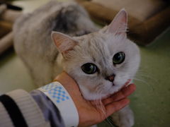 -猫和宫(六道口店)