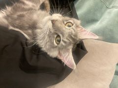 -袖虎·猫馆(体育西路店)