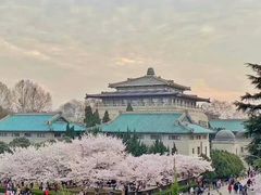 -武汉大学-樱园