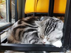 -咖法森林·咖啡  酒吧(天河店)