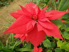 -兰陵国家农业公园