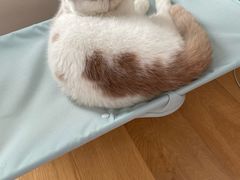 -宠爱国际动物医院·消化内科·心肾内科·ISFM猫友好(望京店)