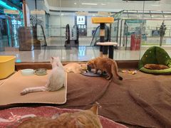 -大型宠物商超·宠海王国·宠物猫狗活体·用品·美容(新世界百货重庆店)