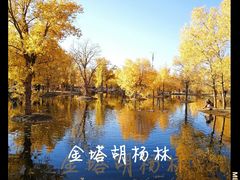 -金塔沙漠胡杨林景区