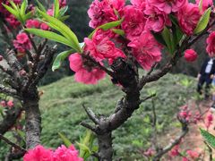 -南国桃园旅游度假区