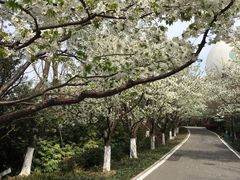 桃花岛-金鸡湖桃花岛