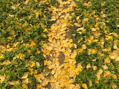 -汉长安城未央宫国家考古遗址公园