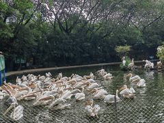 -广州长隆飞鸟乐园