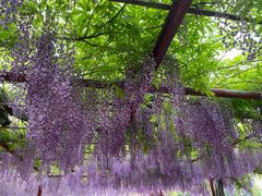 -嘉定紫藤园