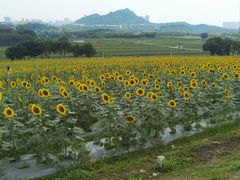 -光明小镇欢乐田园