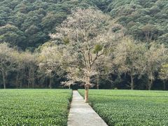 -云栖竹径