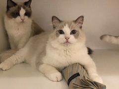 -momokira米努特·德文卷毛猫·棉花面纱犬