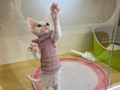 -青奢宠物·青奢猫舍