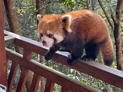 -普洱太阳河森林公园