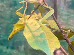 -上海大自然野生昆虫馆(东方明珠·爬宠昆虫探索中心)