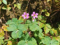 -草庵摩尼教遗址公园