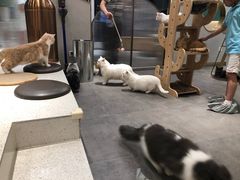 -飞行喵MR PILOT|猫舍·猫咖(静安大融城店)