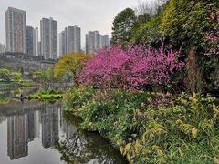 -重庆彩云湖湿地公园