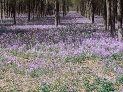-苏家坨柳林村二月兰花海