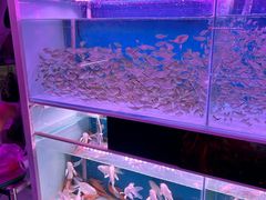 -花鸟鱼虫鲜花绿植市场(玉泉路店)