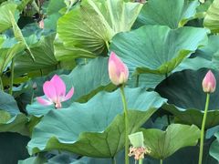 -承德避暑山庄景区