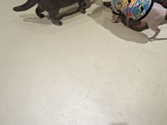 -藏猫猫咖啡主题馆(中央大道店)