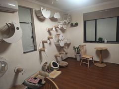 -楼上猫咖(罗湖店)