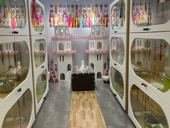 -青奢宠物·青奢猫舍