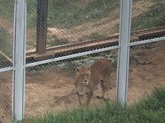 -青藏高原野生动物园
