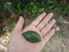 -三亚湾海居雅高铂尔曼度假酒店