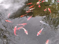 -雅苑中餐厅