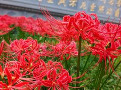 -西安大兴善寺