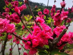 -南国桃园旅游度假区