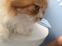 iphone_upload_pic-喵的天空名猫咖啡馆·撸猫·猫舍·用品