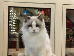 -猫小院猫主题餐厅(南锣旗舰店)