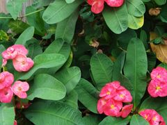 -北京植物园-展览温室