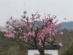 -杭州植物园
