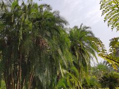 -中国科学院西双版纳热带植物园
