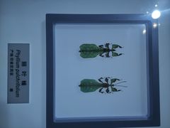 -上海昆虫博物馆