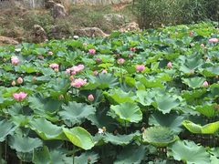 -大塘金香草谷