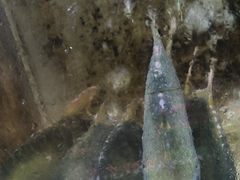 -海胆公主南澳岛美食海鲜