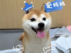 -康成宠物医院24H·CT·核磁共振